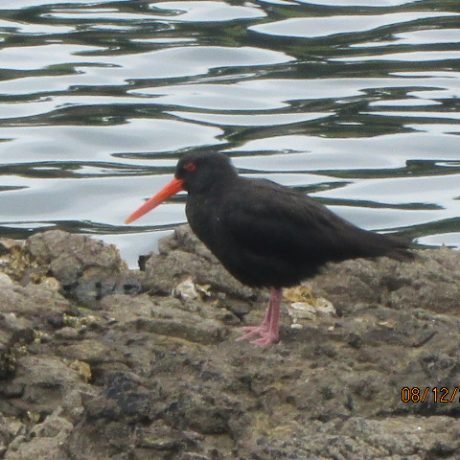 Oyster catcher