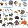 ROCKY SHORE GUIDE - NORTHERN NZ - Image 2